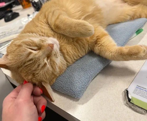 orange-cat-veterinary-visit-charlotte-nc