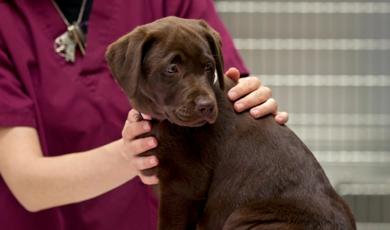 dog wellness exam