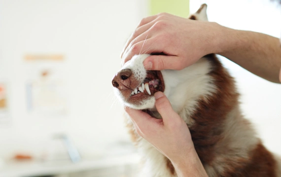 Dog's teeth