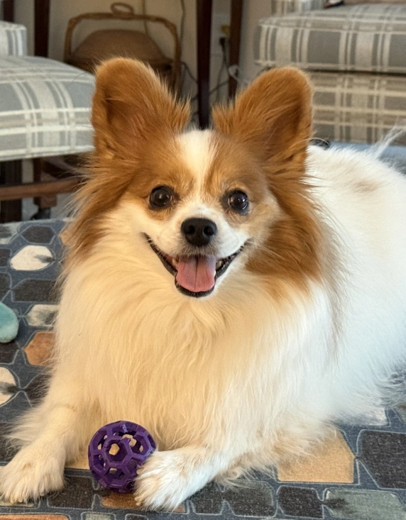 dog wellness exam