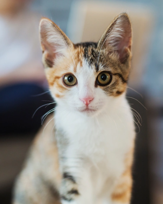 Urgent Care for Dogs and Cats in Charlotte, NC