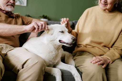 senior-pets-need-more-than-different-diet