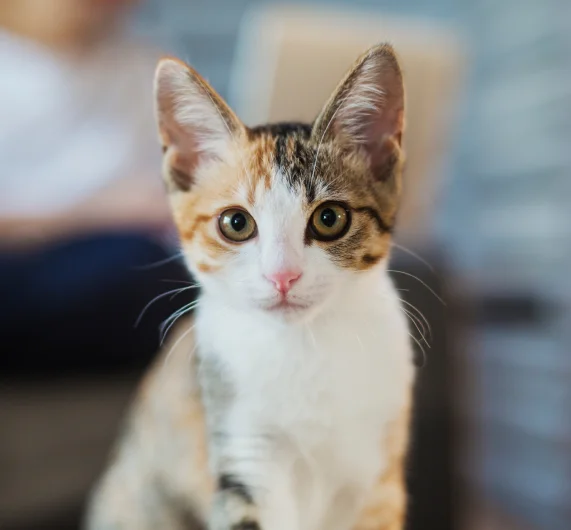 Urgent Care for Dogs and Cats in Charlotte, NC