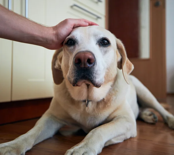 When to Seek Emergency Veterinary Care